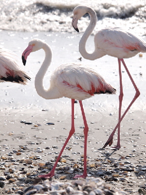 flamingo-Namibia